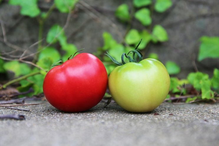  [리뷰] 와디즈 첫 크라우드펀딩 경험 : 농부를 담다; 청년 농부 최세진의 토마토 이야기