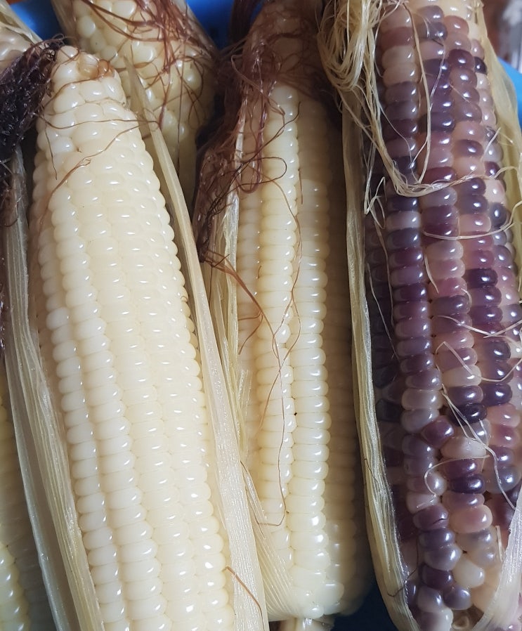  집에서 옥수수 삶는법