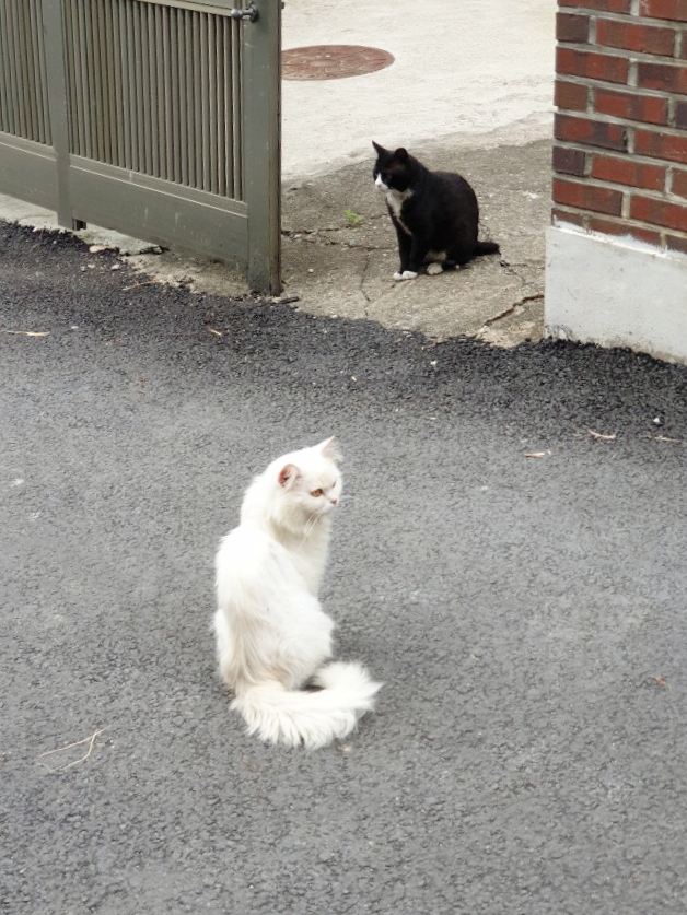  꼬숑일기, 길고양이 TNR 후 잘 지내고 있어서 다행인데..