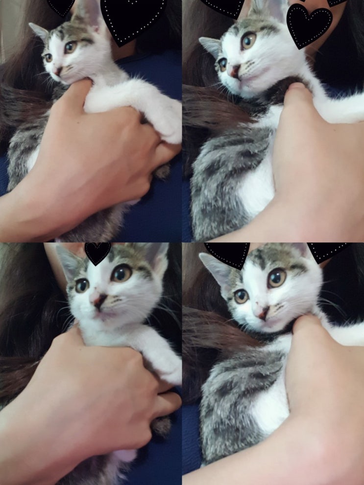  우리집 고양이: 여름이