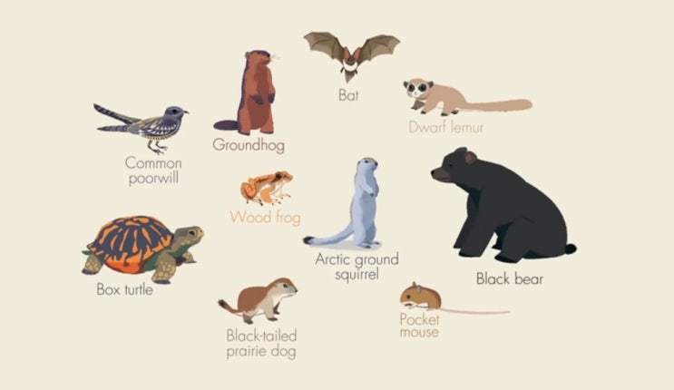  TED-Ed 속독] 4주차 1:  How does hibernation work?
