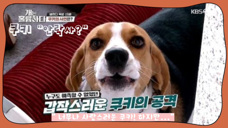 안락사 위기의 쿠키 "개는 훌륭하다"에서 보호자의 무한 애정과 두려움이 불러온 공격성!
