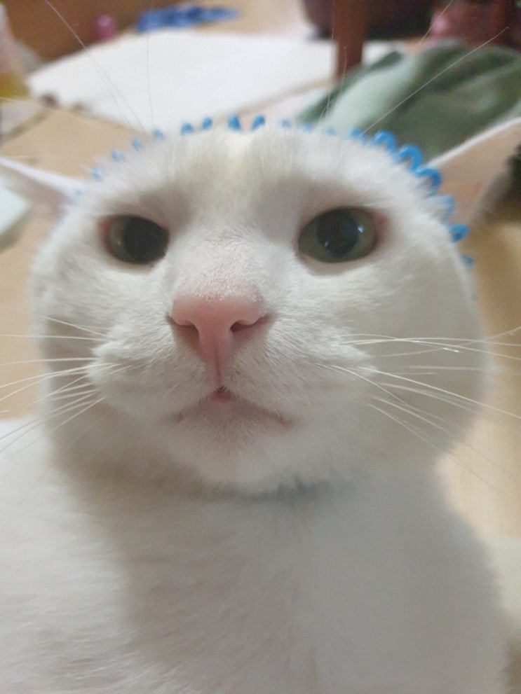  사나는 뭘해도 귀여워