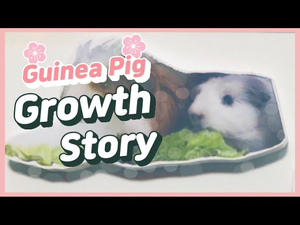 Cute guinea pig growth story 기니피그 뭉실이 스토리 보기! Cute guinea pig growth story 기니피그 뭉실이 스토리 보기!