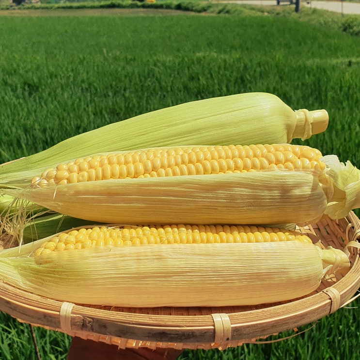 더단 초당옥수수 먹는법 보관법