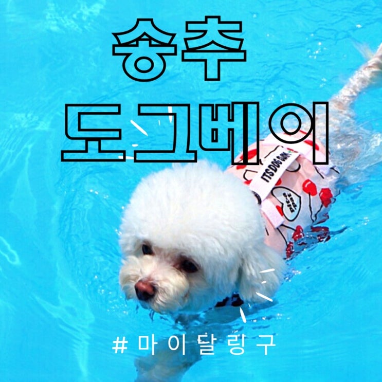  국내 최대규모 강아지 수영장 <송추 도그베이> 취사가능! 외부음식 반입가능!