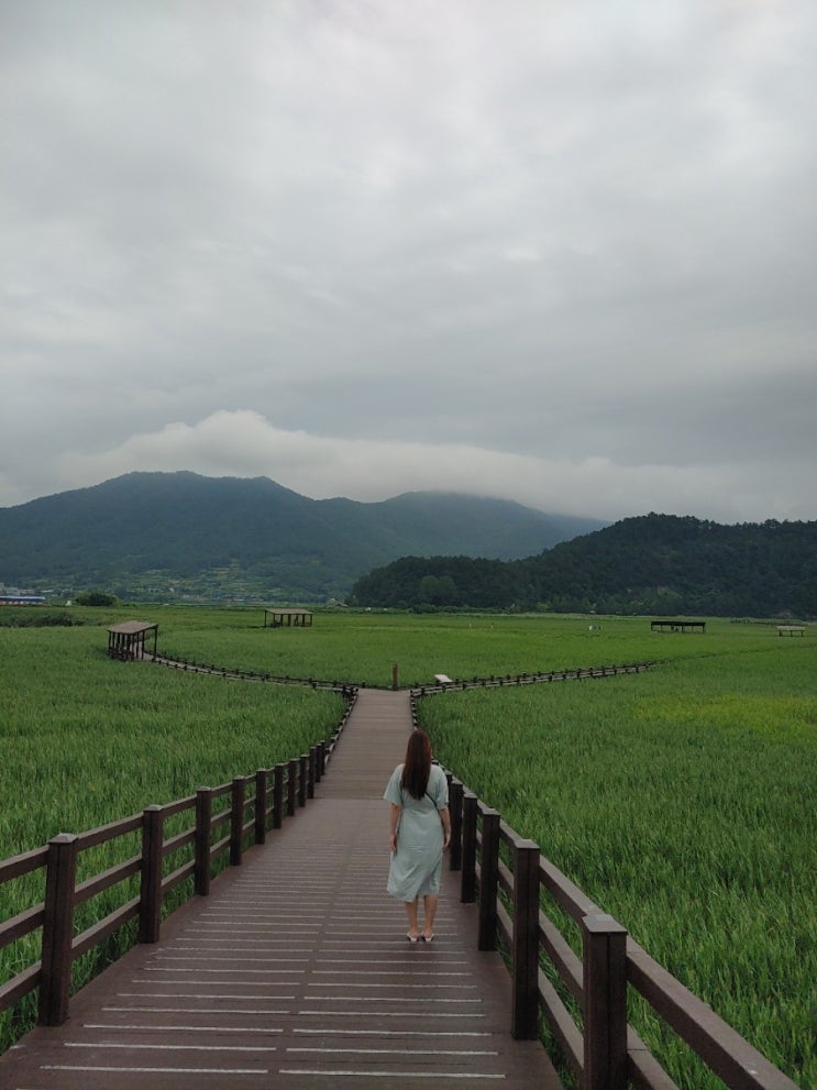  순천 가볼 만한 곳 : 순천만 습지, 여름 갈대밭 구경하세요