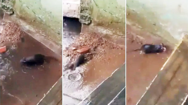 폭우로 침수된 쥐구멍, 새끼 구하려 뛰어든 어미쥐의 모성애 (영상)