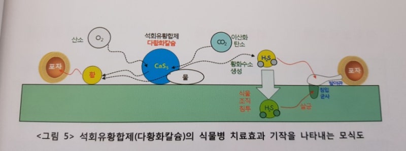 석회유황합제와 석회보르도액에 대하여 : 네이버 블로그