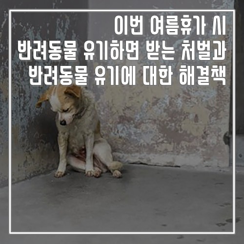  강아지와 여름휴가 시  반려동물 유기하면 처벌과 해결책