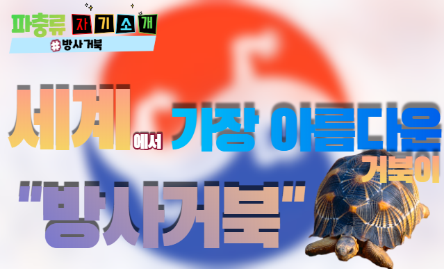  |방사 거북| 자기소개 <세계에서 가장 아름다운 거북이가 방사능을 맞았다?!>
