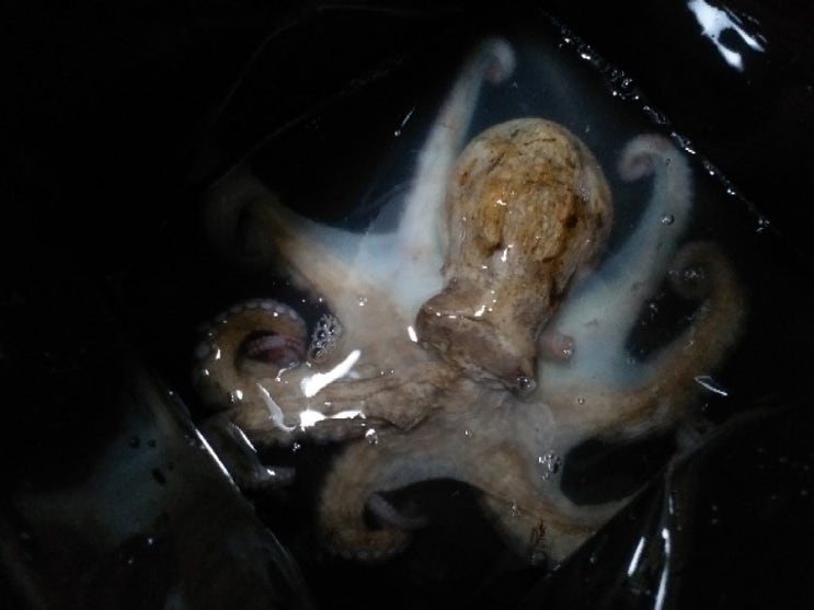  제주도 앞바다에서 통발로 문어잡기