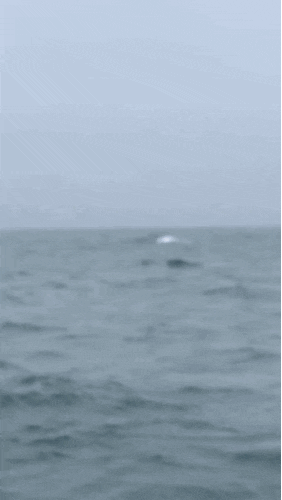  #밴쿠버여행 - Tofino 우클루릿Ucluelet여행/Whalewatching/토피노맛집/