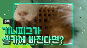 기니피그가 셀카에 빠진다면?! What if guinea pigs love selfies? 기니피그가 셀카에 빠진다면?! What if guinea pigs love selfies?