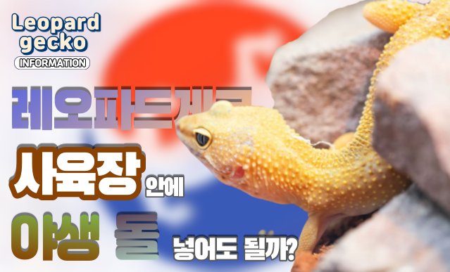  |ZKR| 레오파드게코, 야생에서 들고 온 돌로 인해 발생하는 기생충 3가지