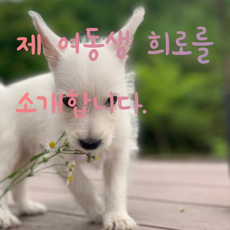  제 여동생 희로를 소개합니다! -웨스트 하이랜드 화이트 테리어