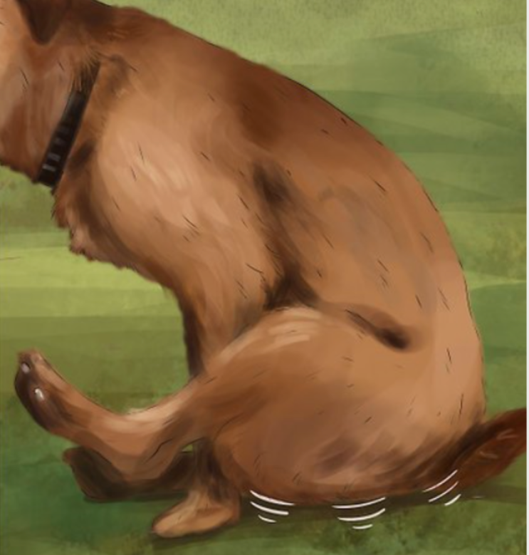 강아지 똥꼬스키 엉덩이 끌기 원인과 예방책 강아지 똥꼬스키 엉덩이 끌기 원인과 예방책
