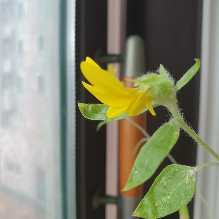  해바라기 성장기-4