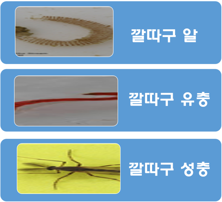  수돗물 유충, 깔따구가 뭐예요 혹시 먹으면 어떻게 되는데요? (feat 대구)