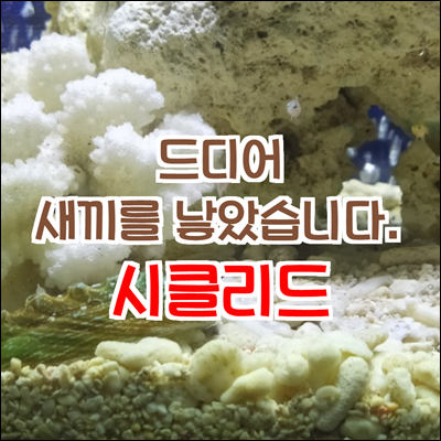 드디어 시클리드 번식 성공 했습니다. 드디어 시클리드 번식 성공 했습니다.