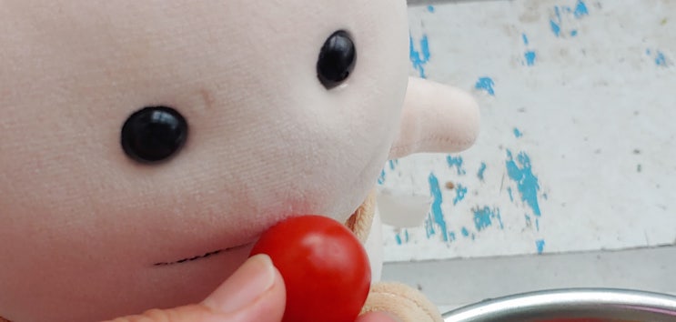  베란다에서 기른 방울토마토 첫 수확했어요
