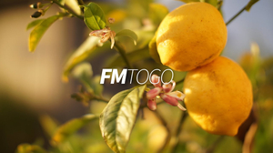[No Copyright Music] Lemon Tree - G4M