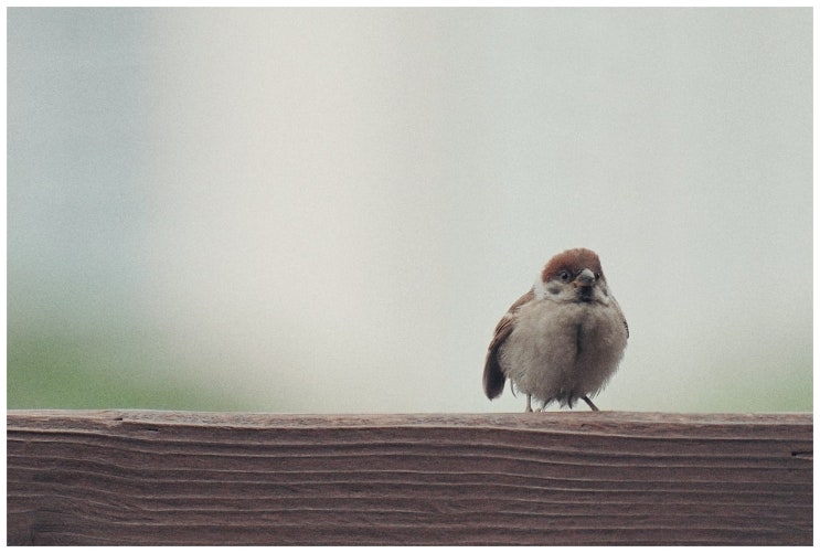  출근길 스냅 (a7m3 + 탐론 70-180/2.8)