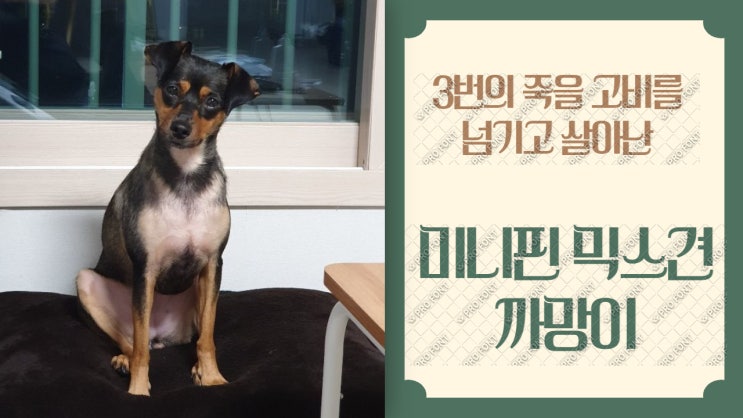 유기견입양. 3번의 죽을 고비를 넘기고 살아난 기적의 미니핀 믹스견 까망이 가족이 되어주세요. 유기견입양. 3번의 죽을 고비를 넘기고 살아난 기적의 미니핀 믹스견 까망이 가족이 되어주세요.