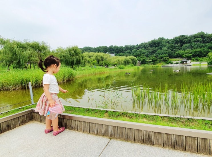  [아이랑갈만한곳] 북서울꿈의 숲 | 여름의 북서울꿈의 숲