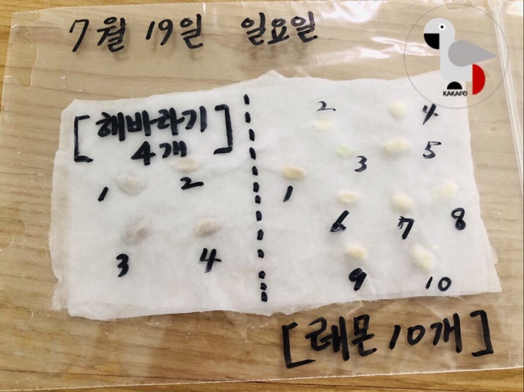  두둥! 레몬씨앗 발아와 해바라기씨앗 발아 그 결과는? (식물장의사 카카포 도전하기 5)