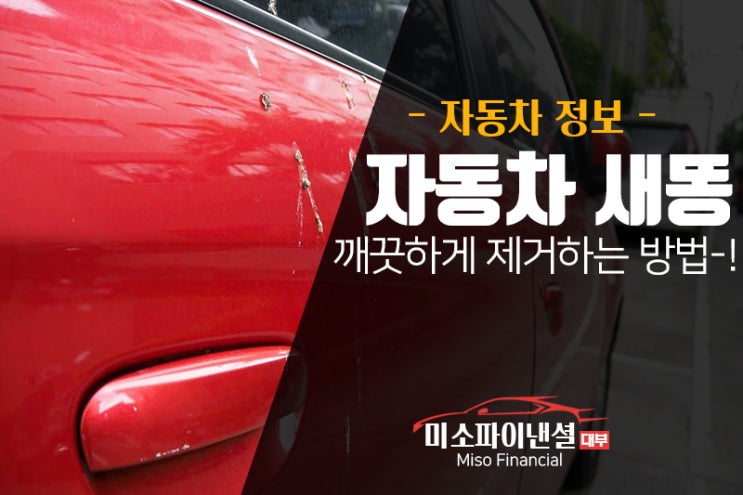  자동차 새똥 깨끗하게 제거하는 방법