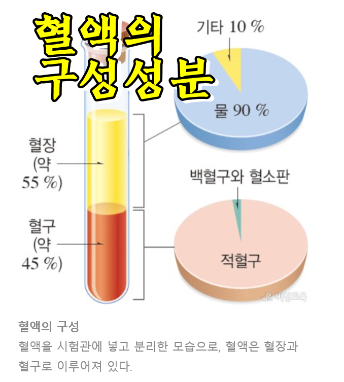  혈액의 기능 및 구성 성분