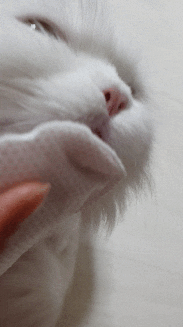  고양이 턱드름 고양이검은깨 고양이블랙헤드없애자옹 자유펫 블랙씨드클리너 세트로 관리하자