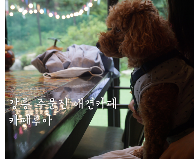  강릉 애견동반카페 / 카페루아 : 수제버거 맛집 주문진 애견카페