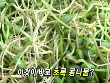  우리가 오해하고 있었던 상식 아이들과 함께 초록 콩나물키우기