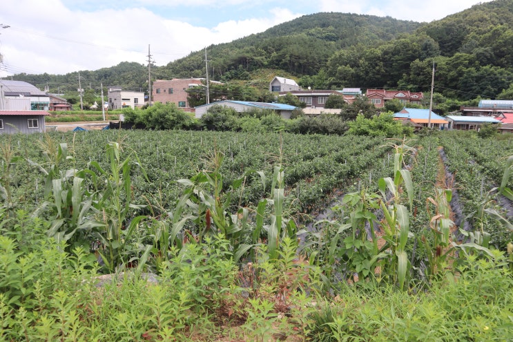  세종시 황룡리 토지 부동산 전망