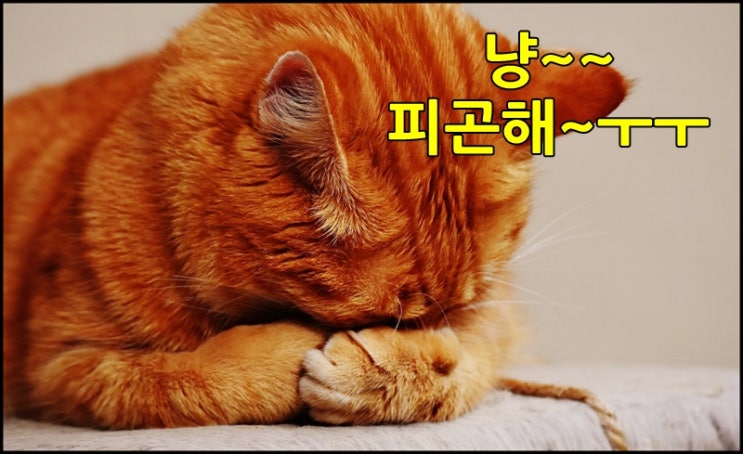  잠이 보약, 불면증 해결하고 숙면하자!