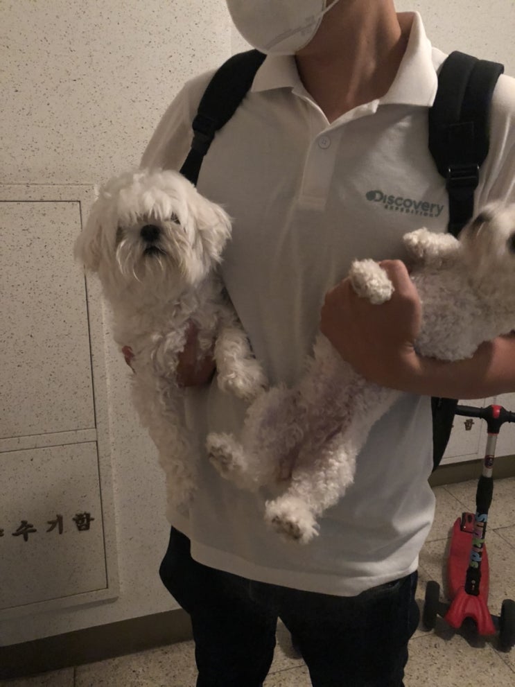  [크림치즈] 주말기록 - 대걸레에서 탈출하다