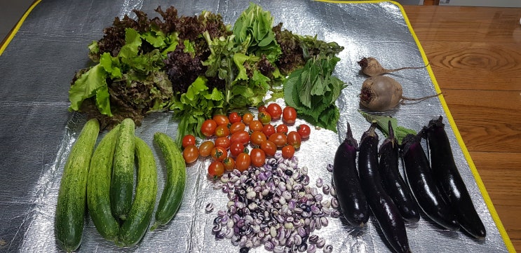  주말농장 7월  토마토, 오이, 가지, 상추, 비트 , 당근, 제비콩 수확