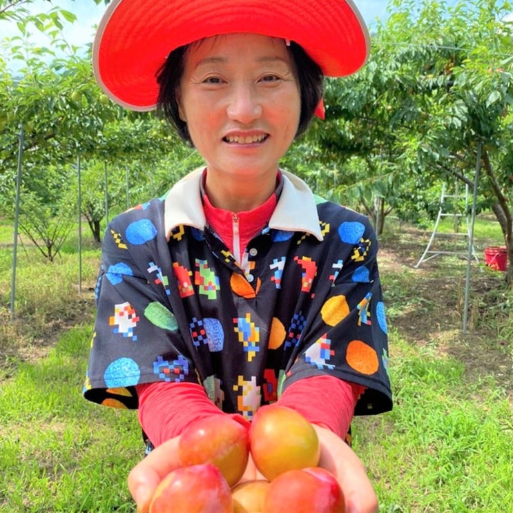 "나디아 체리 자두", 제발 그냥 드시지마세요. 농부가 알려드리는 3가지!