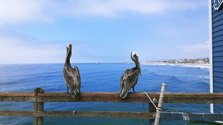  San Diego 주변 여행 4 | Oceanside Pier 펠리컨&파도타기