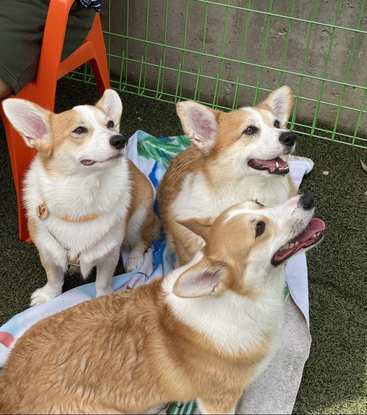 견복궁 김포 신상 애견카페에 다녀오다 견복궁 김포 신상 애견카페에 다녀오다