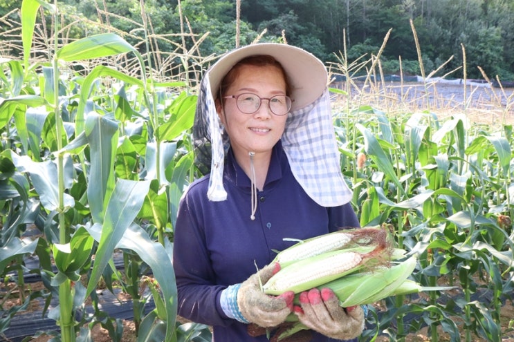 찐옥수수데우기, 농부가 알려주는 베스트3