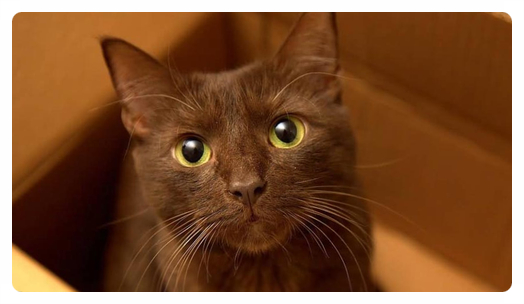하바나 브라운 고양이 (특징,성격, 집사와의 궁합)알아보기