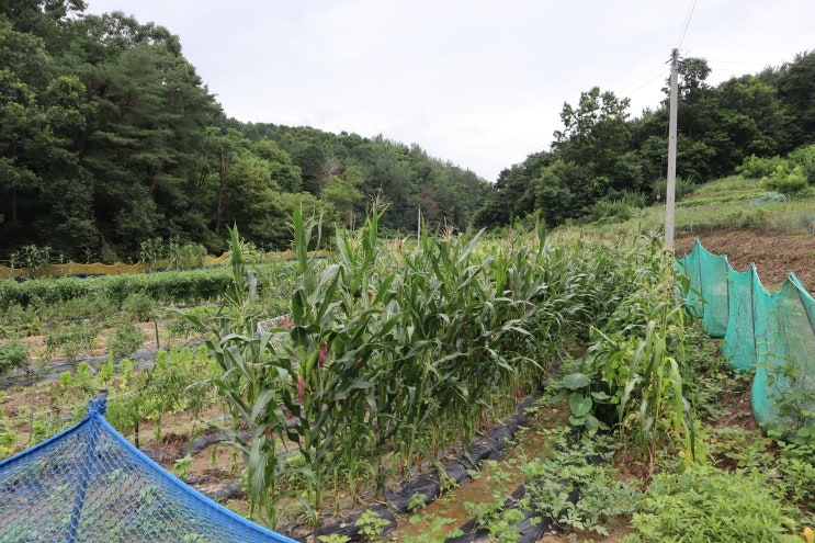  세종시 금천리 토지 매매 부동산 전망