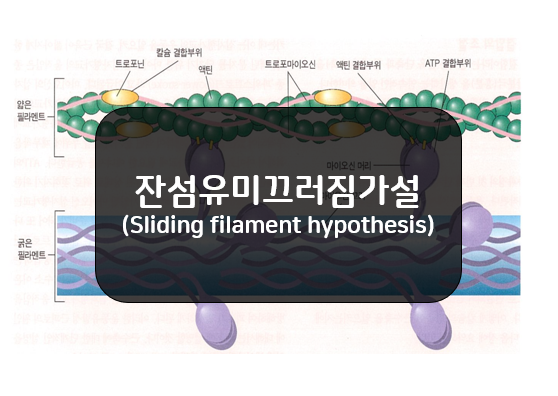  잔섬유미끄러짐가설(근활주설) - 교차결합, 파워스트로크
