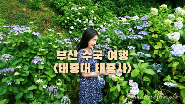 부산 수국 여행<태종대 태종사> 부산 수국 여행<태종대 태종사>