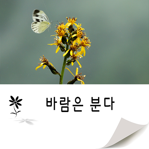  바람은 분다..