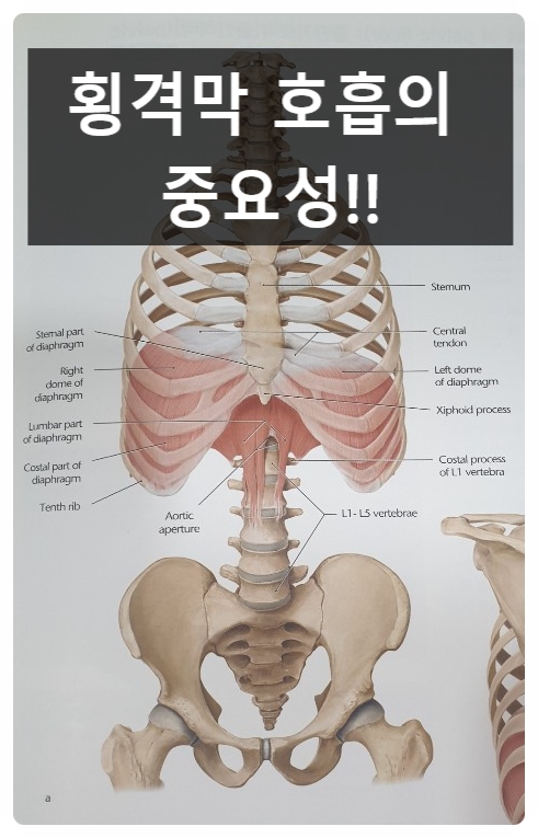  복식호흡,횡격막호흡이 중요한이유! (허리통증)