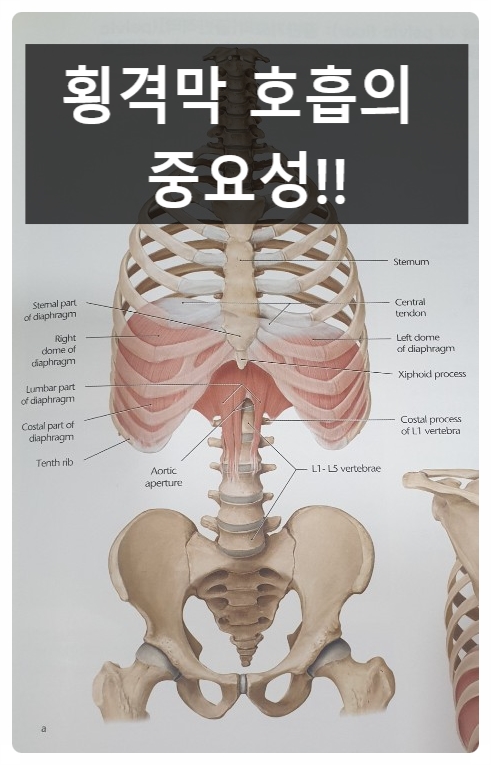 복식호흡,횡격막호흡이 중요한이유! (허리통증)